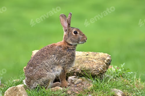 Preview: Wild British rabbit sitting on rocks