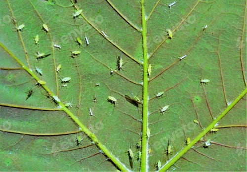 Preview: harmful Aphidoidea insects