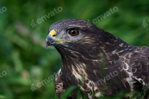 Preview: Common buzzard (Buteo buteo)