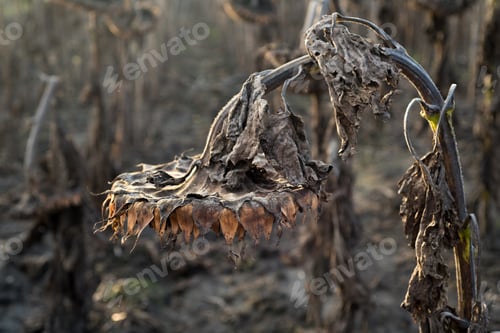 Preview: .a dry sunflower head in a sunflower field, waiting for harvest