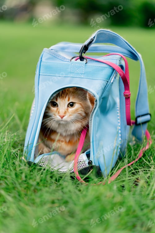 Preview: close-up in the summer in a park on green meadow, a red fluffy cat sits on a pink leash near a soft