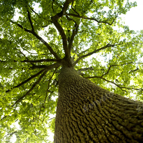 Preview: Low angle shot of a tall oak tree trunk