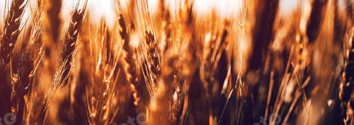 Preview: Ripe ears of wheat in agricultural field