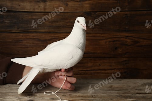 Preview: Woman with beautiful white dove at wooden table, closeup. Space for text