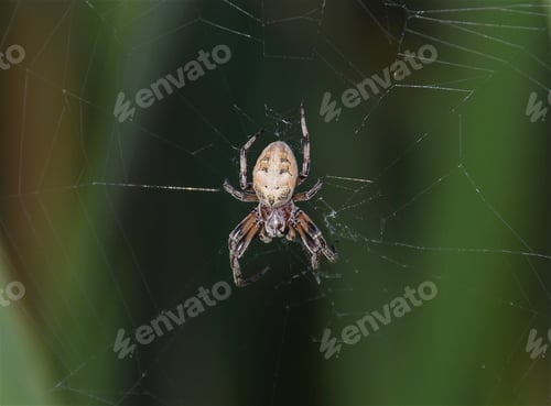 Preview: Selective focus shot of a spider on its web with a blurry green background