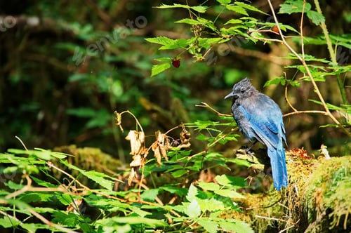 Preview: Blue jay bird sitting on a branch