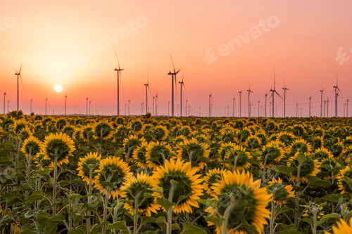 Preview: Alternative Energy - Row of Wind Turbines in Sunflower Fields