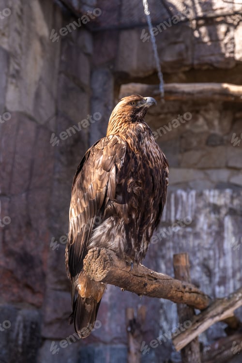 Preview: bird of prey eagle hawk sitting on a branch