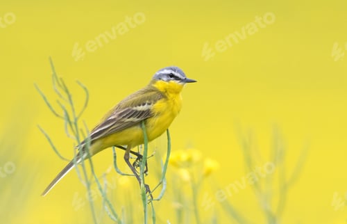 Preview: Western Yellow Wagtail, Motacilla flava. A bird sits on a yellow field of flowering rapeseed