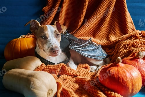 Preview: Jack Russell Terrier dog wearing bat wings sitting on orange blanket amongst Halloween pumpkins