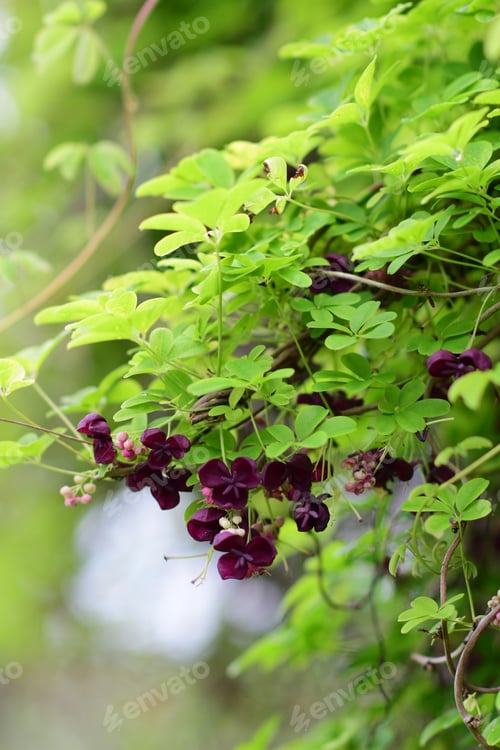 Preview: Vertical shallow focus of a purple Akebia flowering plant