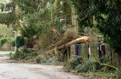 Preview: Fallen Tree Storm Damage