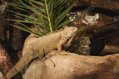 Preview: Iguana lying on stone in park