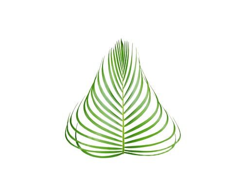 Preview: tropical green palm leaf tree isolated on white background