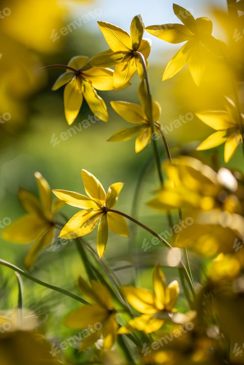 Preview: Tulip sylvestris blooming on spring day. Bright yellow wild tulips in full blossom in meadow.