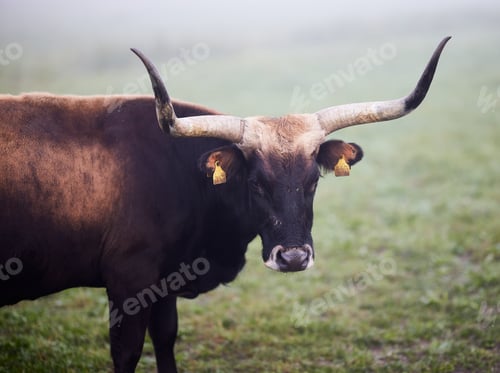 Preview: Cows in the fog in Bavaria Germany