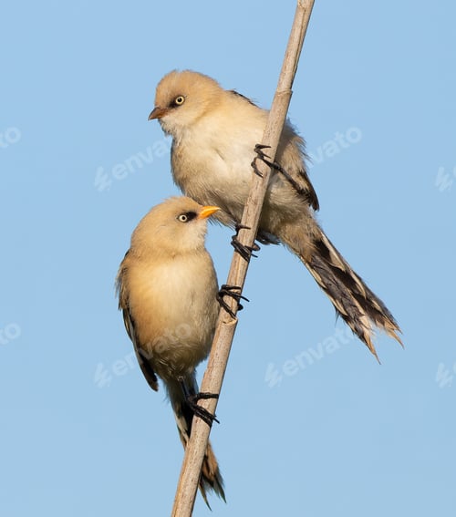 Preview: Bearded reedling, Panurus biarmicus. A young female and male sit on a reed stalk on a riverbank