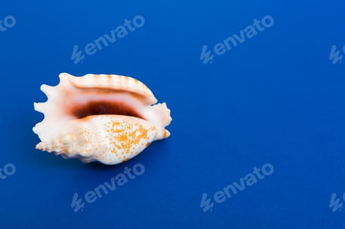 Preview: Beach seashells on colored background. Mock up with copy space