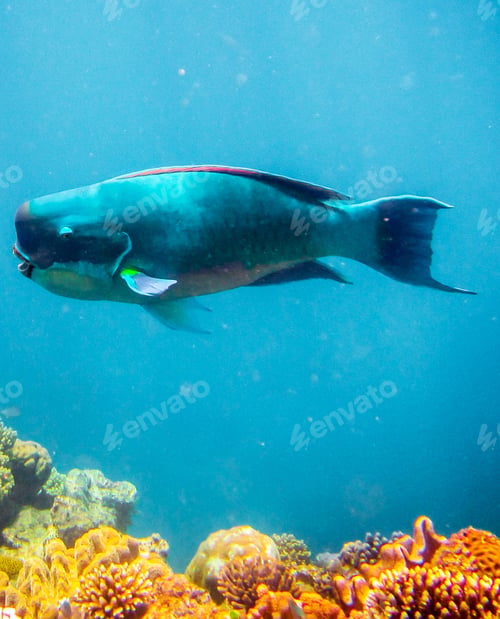 Preview: Colorful sea life underwater, shallow underwater seascape