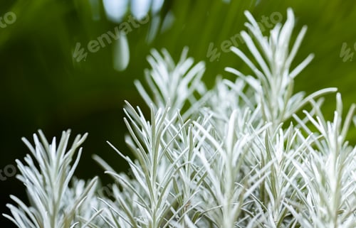 Preview: Fresh Rosemary Herb grow outdoor. Rosemary leaves Close-up.