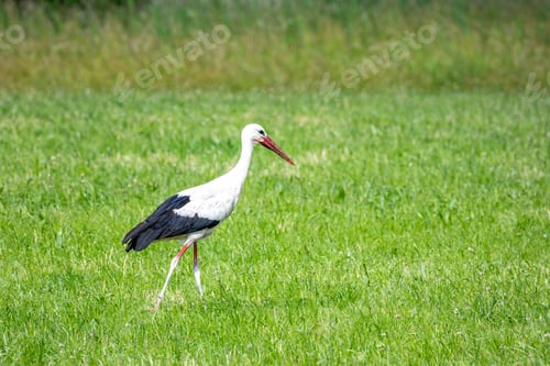 Preview: White stork in a meadow