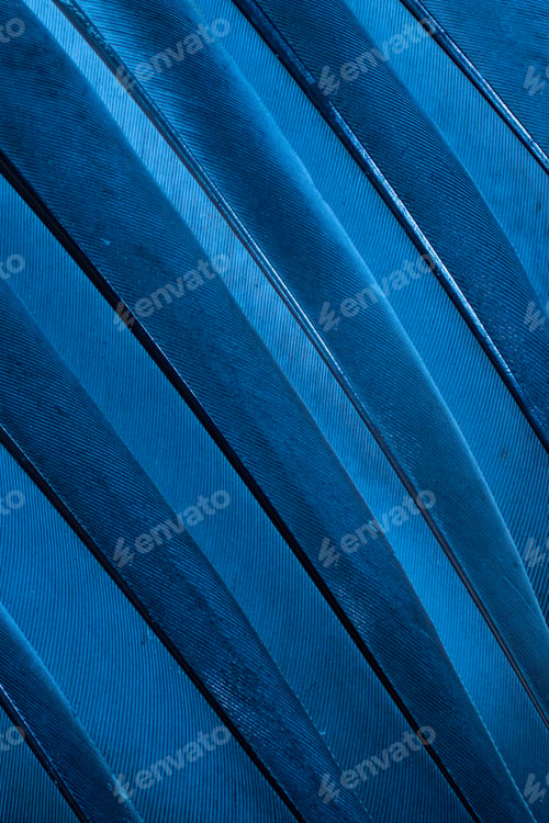 Preview: blue feather pigeon macro photo. texture or background