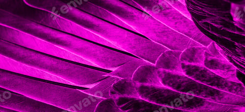 Preview: Violet feather pigeon macro photo. texture or background