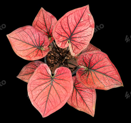 Preview: Beautiful colorful caladium on Black background isolate with clipping path. Queen