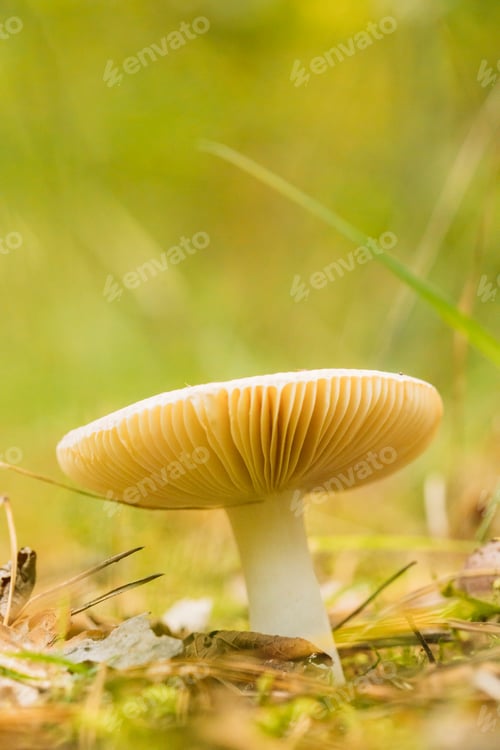 Preview: Russula Mushroom Growing Among Fallen Leaves In Autumn Forest. Bottom View