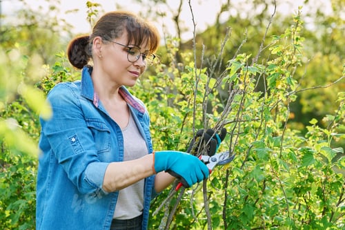 Preview: Gardener woman in gloves with pruner cuts off dry branches on blackcurrant bush