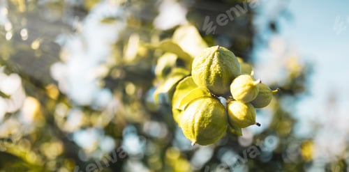 Preview: Bergamot Orange Tree in Calabria
