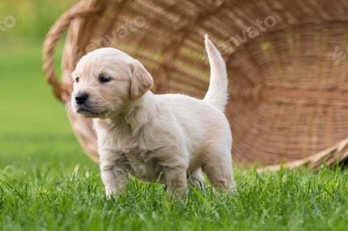 Vista previa: golden retriever, dog, pet, retriever