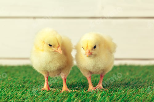 Preview: Little chicken on the grass