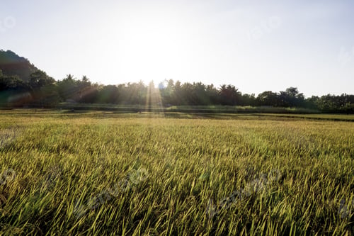Preview: Beautiful shot of a grassy field with trees in the distance with the sun shining in the background
