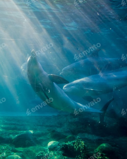 Preview: Beautiful dolphins swimming in the sun rays