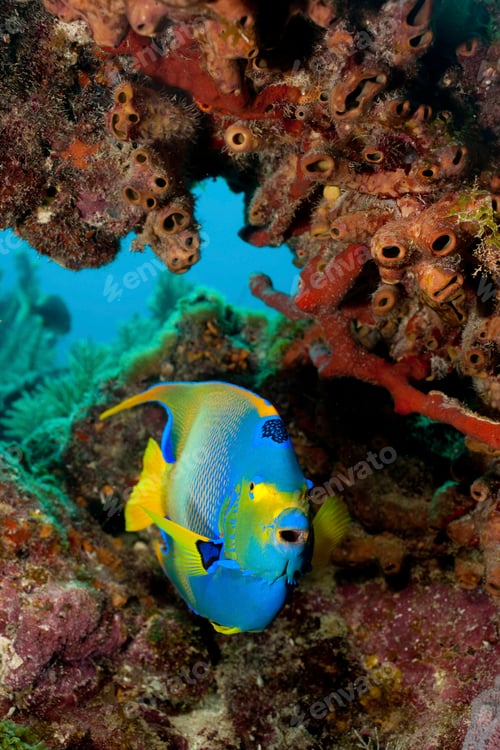 Preview: Vibrant angelfish exploring the coral reef