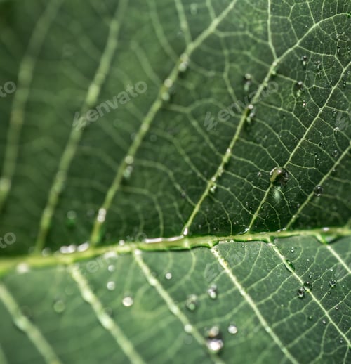Preview: leaf macro texture