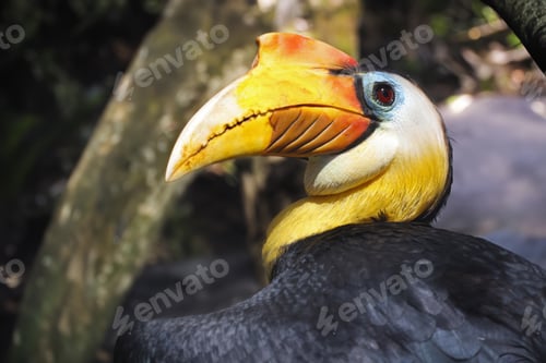 Preview: The knobbed hornbill