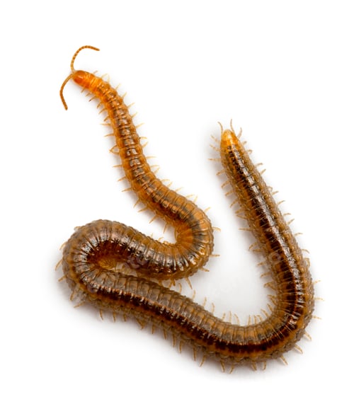 Preview: Centipede in front of white background