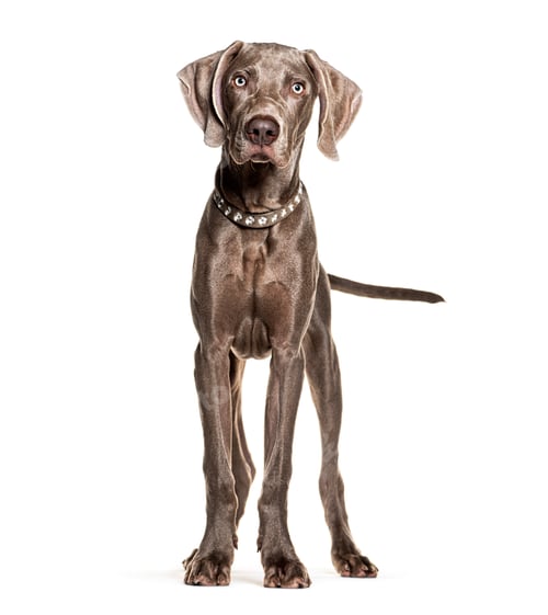 Preview: Young weimaraner dog standing and looking forward