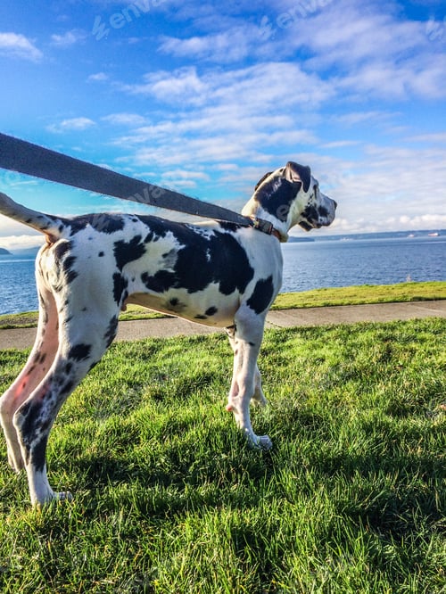 Preview: Great Dane puppy on the shore pulling hard on his leash on green summer lawn.