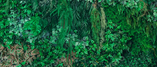 Preview: Close up group of background tropical green leaves texture and abstract background.
