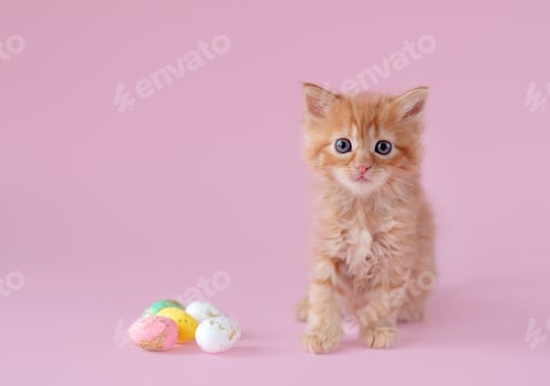 Preview: Easter theme. ginger kitten sitting with small easter eggs on pink background