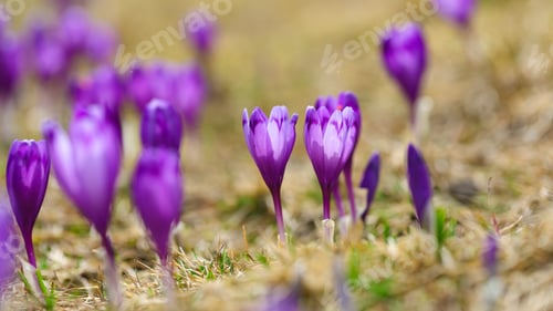 Preview: Purple crocus flowers in snow awakening in spring