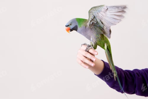Preview: Close-up of a pet parrot