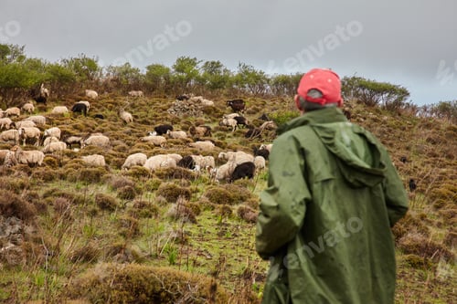Preview: Man on mountain slope with herd of sheep