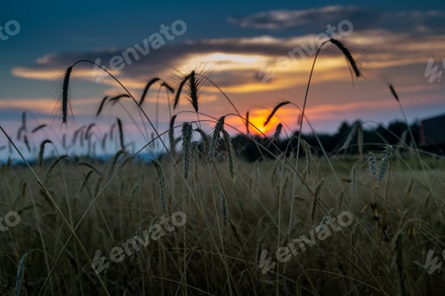 Preview: sunset in the rye field