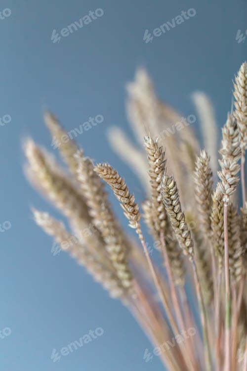 Preview: Close-up of spikelets of wheat on a blue background.