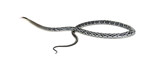 Preview: beauty rat snake, Elaphe taeniura, isolated on white
