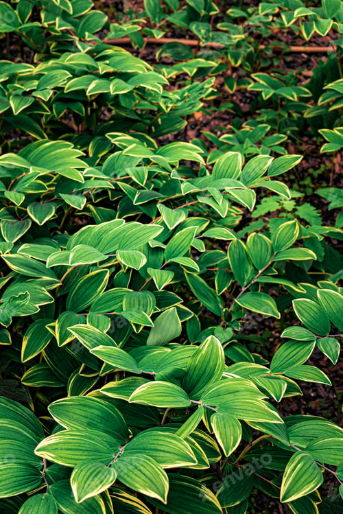 Preview: Background with bright, saturated green leaves